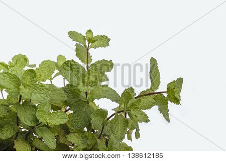 Spearmint (mint / Mentha spicata) or Pudina