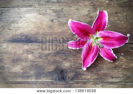 pink liliy flower on old wooden background with copy space