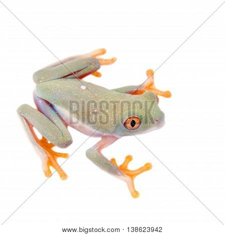Red eyed tree frogling, Agalychnis callidrias, isolated on white background