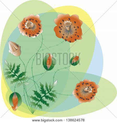 Poppy flowers. Vector illustration.  Abstract plant composition on the yellow and blue background.