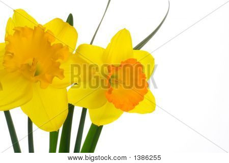 gul narcis