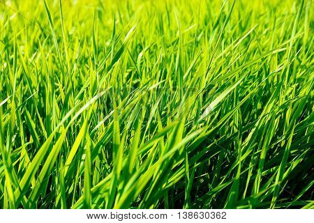 Beautiful Light Green Grass. Green Sructure Background.