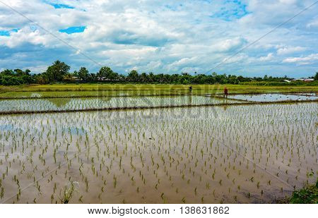 Thai farmers planting new rice fields in the countryside of Thailand