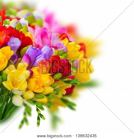 Fresh freesia flowers and buds posy close up over white background