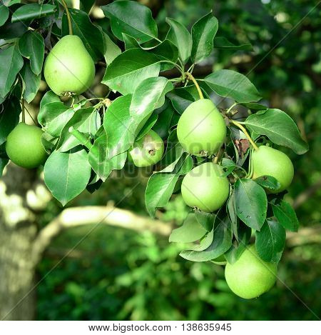 Fresh pears hang on the tree. How to grow pears in the fruit garden. Orchard background.