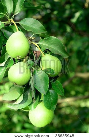 Organic pears grow on the tree outside. Healthy fruits rich in vitamins and minerals. Fruit orchard