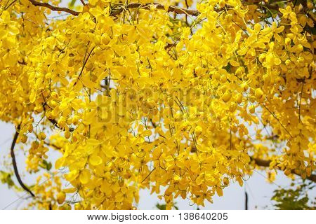 Golden shower koon yellow leaf sheath in Thailand
