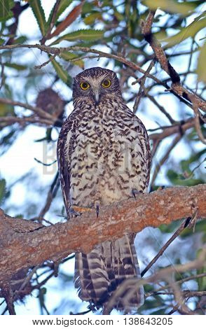 Australian Powerful Owl perched in a tree in Sydney, Australia