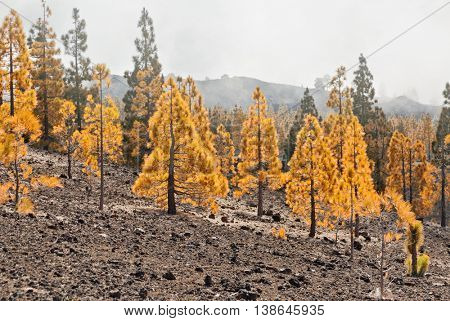 pine grove in Teide National Park, Tenerife, Canary Islands, Spain 