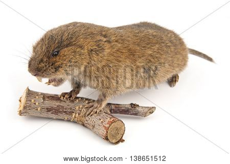 Woodland Vole (Arvicola terrestris) isolated on white background.