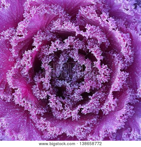 Ornamental decorative cabbage covered with a morning frost