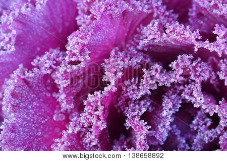 Ornamental decorative cabbage covered with a morning frost