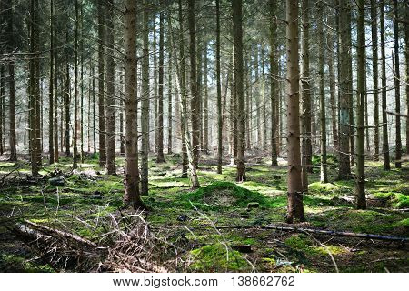 Image of spring forest in the Netherlands. Bosrand.