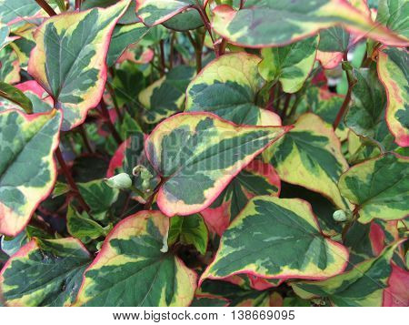 Chameleon plant, Houttuynia cordata, in home garden