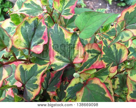 Chameleon plant, Houttuynia cordata, in home garden