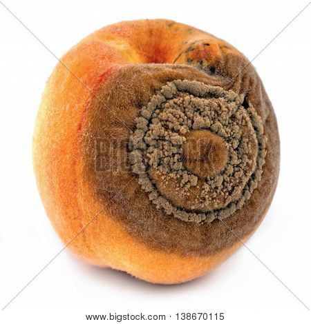 Peaches disease Monilia on peach fruit, macro detail - isolated on white