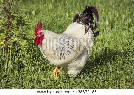 Rooster. Rooster on the chicken farm. Rooster grazing on the grass.