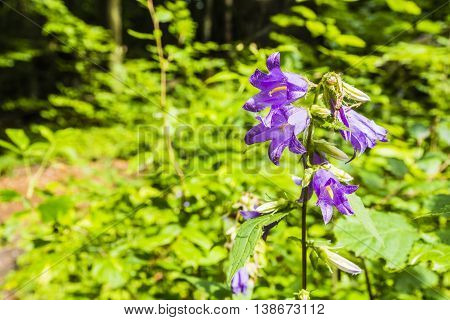Campanula Trachelium L..