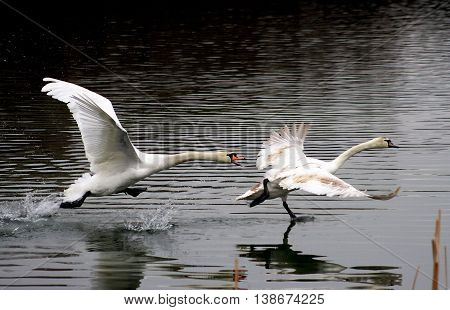 Swans Take Off On The Lake