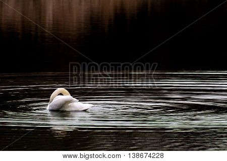 Lonely swan rest on the dark  lake