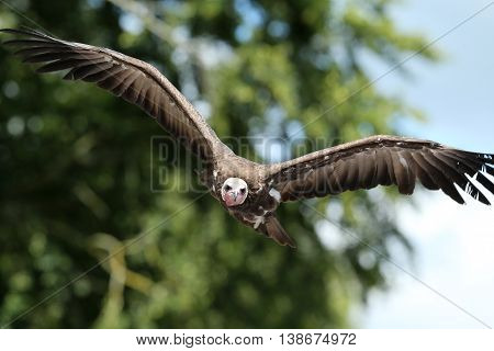 Close up of a White-headed Vulture  in flight