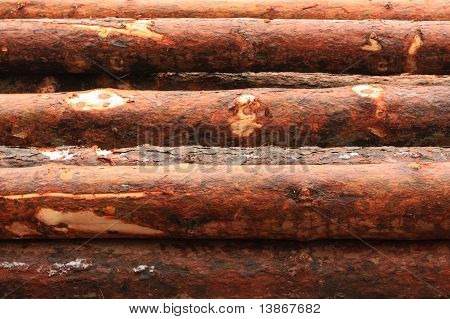 Holz