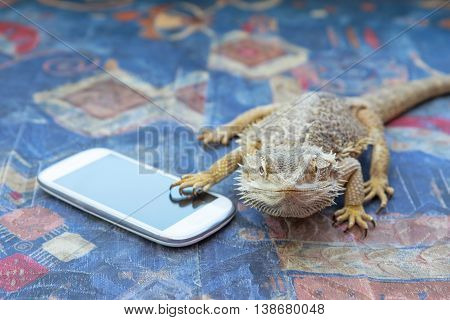 Closeup front view of Agama lizard lying on a sofa. Smart phone is lying under its paw. Agama is looking at the camera. All potential trademarks are removed.
