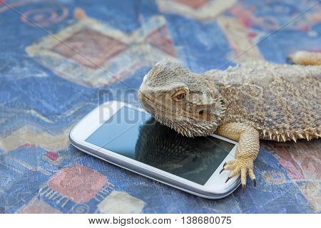 Side view of Agama lizard lying on a sofa. Smart phone is lying under it. Agama is looking at the camera. All potential trademarks are removed.
