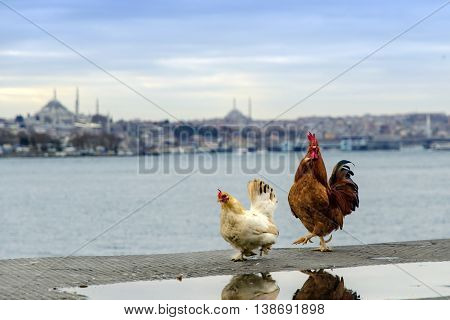 Roosters and chickens in the Istanbul Bosphorus. Istanbul European Side views seen in the background.