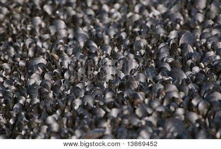 Barnacles