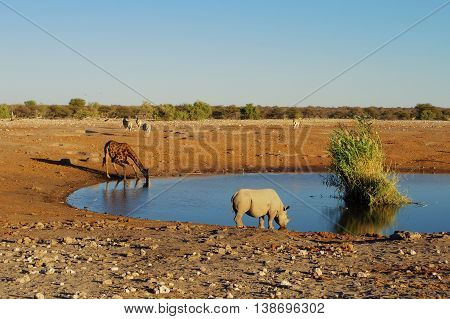 Rhino and giraffe drinking together at the waterhole