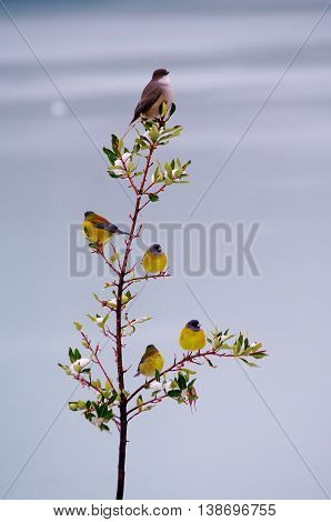 Five birds on a thin branch of a tree, iced lake in the background