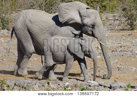 Elephant family in Etosha National Park, Namibia