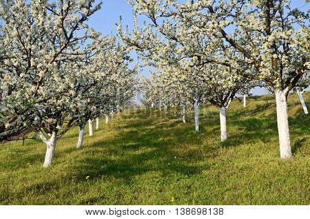 Small plum orchard in blossom. Fruit growing in central Europe.