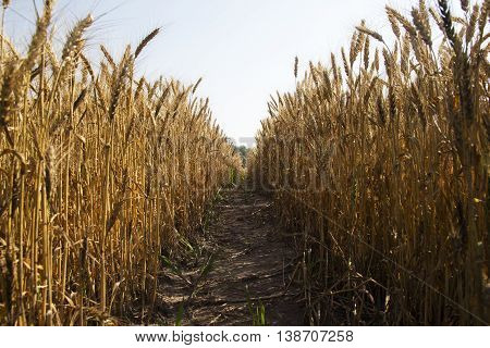the path along a field of summer wheat