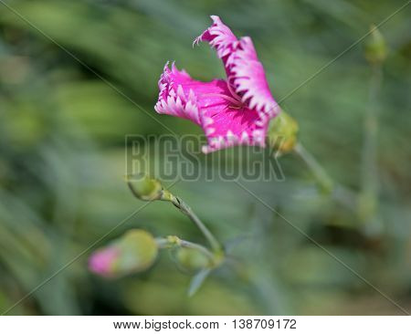 Macro photograph of wild pink carnation flower (Dianthus caryophyllus) on natural background