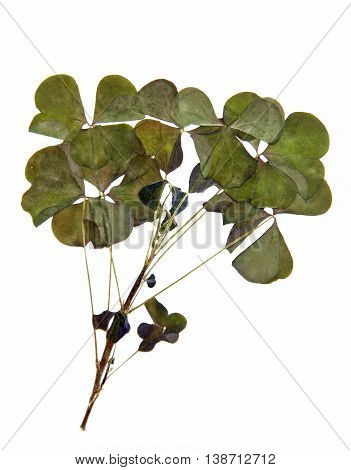 triangular dark green smooth leaves with no clearly defined structure stem dry pressed delicate decorative sorrel isolated on white background scrapbook