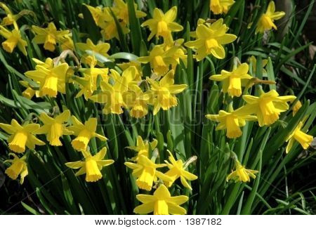 Daffodils