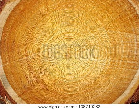 Photo of big logs plan during timber harvesting.