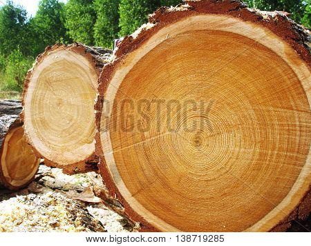 Photo of big logs plan during timber harvesting.
