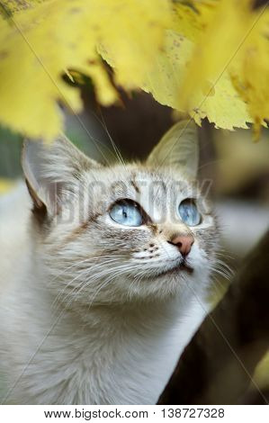 Grey Cat With Blue Eyes In Autumn Wood