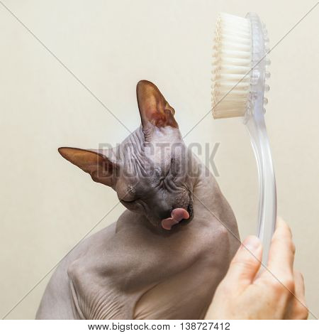 Naked Cat