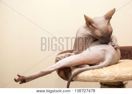 Naked Cat