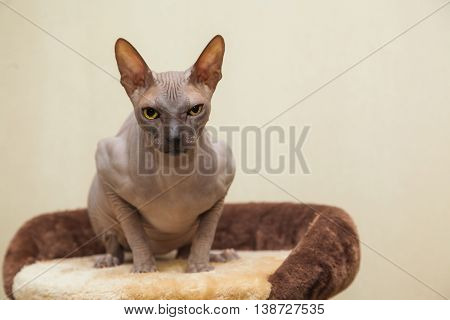 Naked Cat