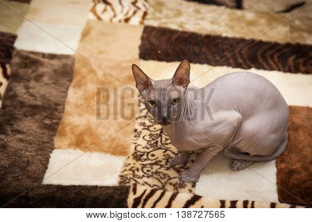 Naked Cat