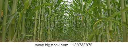 Row of green corn (maize) growing in the field