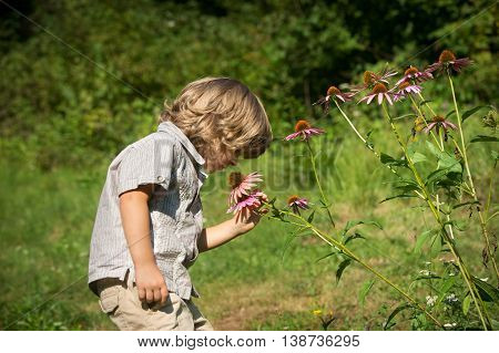 Cute little boy smelling Echinacea purpurea flowers in the garden