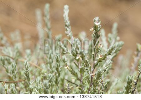 Flora Of Gran Canaria, Flowering Micromeria