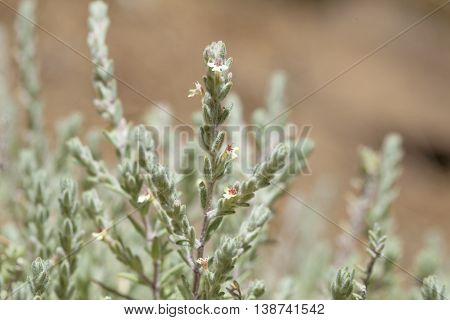 Flora Of Gran Canaria, Micromeria