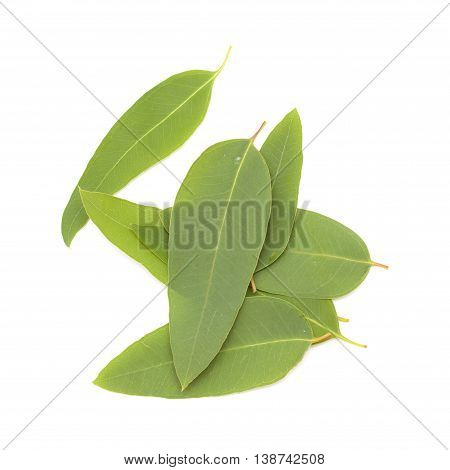 Fresh Eucalypus Leaves Isolated On White Background